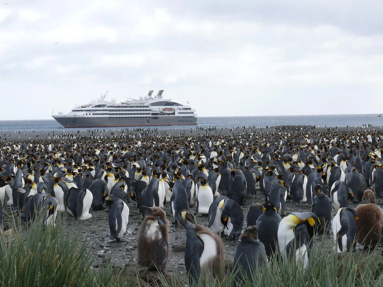 A small expedition ship anchored offshore behind a crowded colony of king penguins on a grassy sub-Antarctic beach