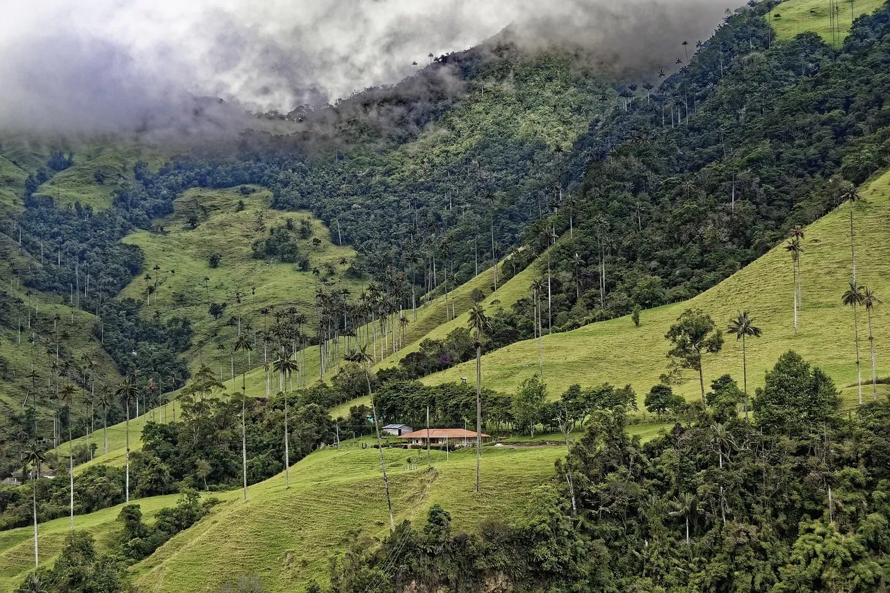 Tall, thin wax palms dotted across the green hills of the Cocora Valley in Colombia, with cloud on the forested ridges