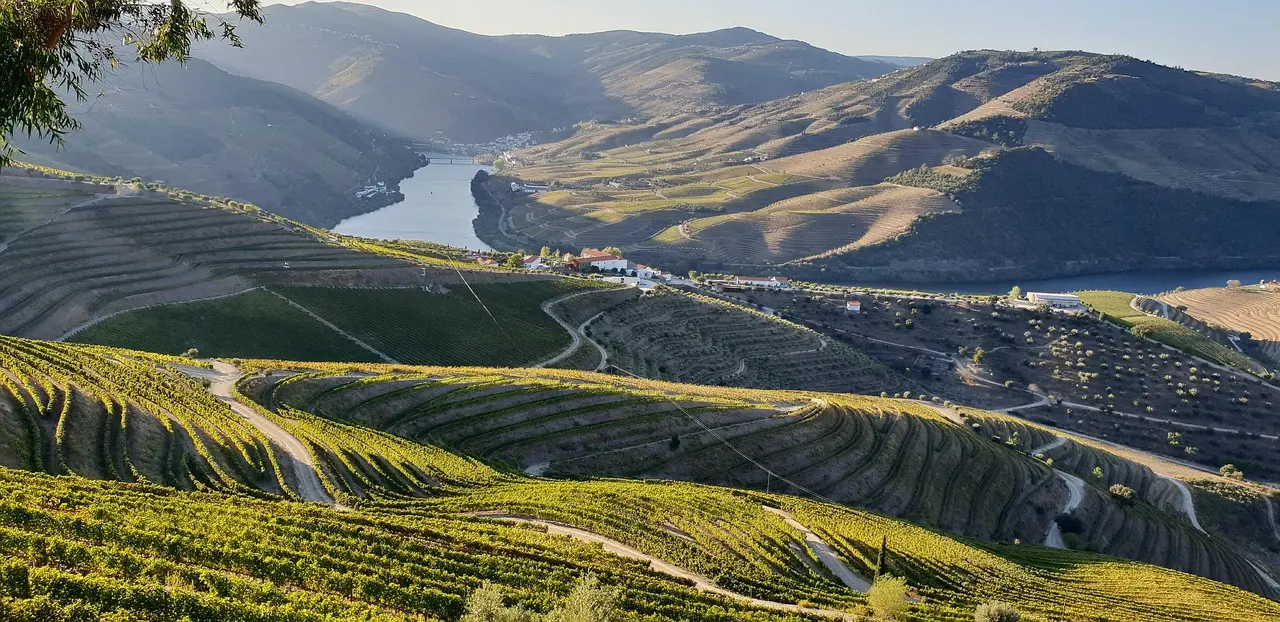 Terraced vineyards on rolling hills above a bend in the Douro River