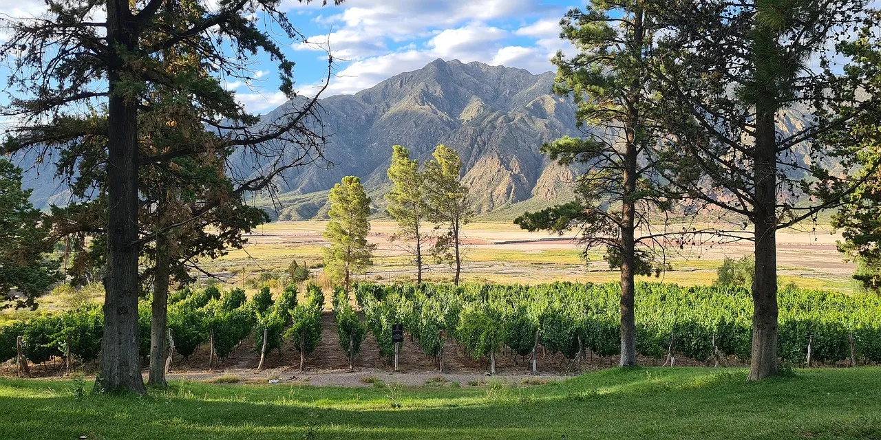 Rows of vines in a Mendoza vineyard with the Andes behind