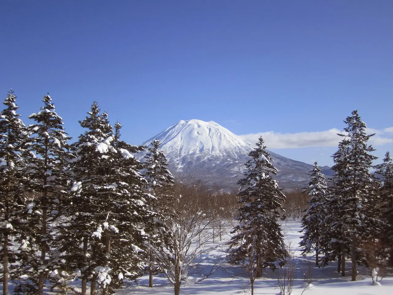 The snow-capped cone of Mount Yotei rising above snowy fir trees near Niseko