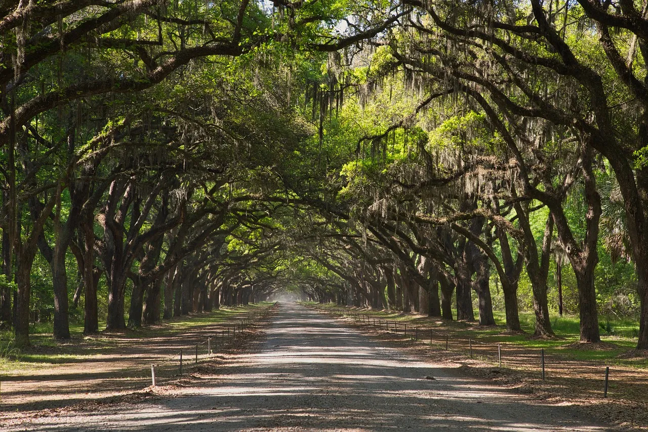 An avenue of moss-draped live oak trees near Savannah